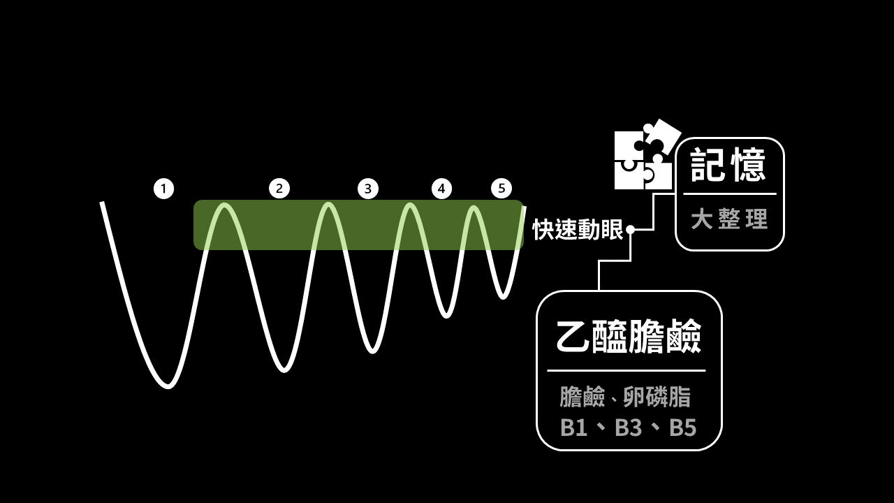 乙醯膽鹼